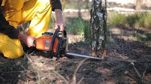 Tree and Shrub Care in Harrisville, UT