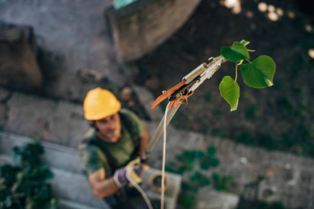 How Our Tree Care Process Works  in  Harrisville, UT